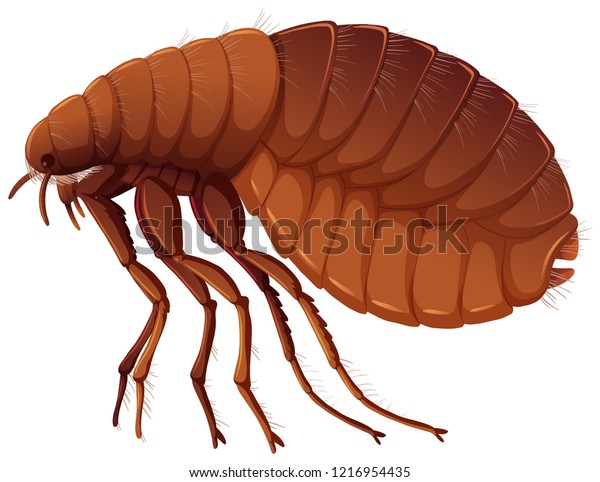 Flea On White Background Illustration Stock Vector (Royalty Free ...
