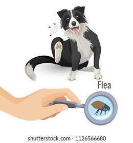 Afiche de pulgas con un perro rayado e ilustración vectorial de insectos