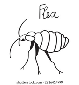 Pulga. Ilustración simple del esquema dibujado a mano sobre fondo blanco.