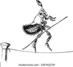 Flea Tight To Rope This Scene Shows A Flea Wore Dress And Walking Across A Tight Rope While Holding A Stick Vintage Line Drawing Or Engraving Illustration