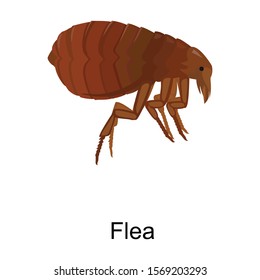 Flea vector icon.Cartoon vector icon isolated on white background flea.