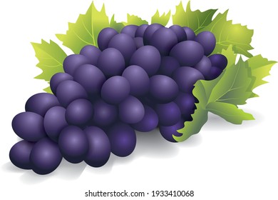 Fleshy Sweet Black Grape Berries with Leaves