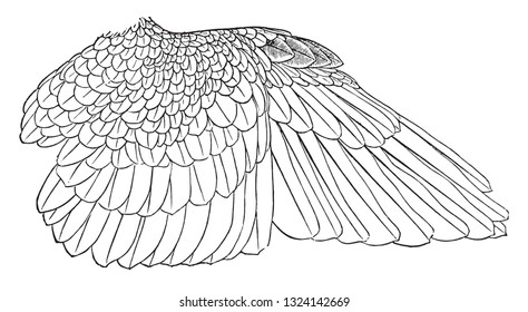 Fletching the wing of the dove, vintage engraved illustration. From Deutch Vogel Teaching in Zoology.
