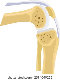 flexed knee bone illustration lateral view 