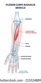 Flexor carpi radialis muscle with human arm skeleton outline diagram. Labeled educational anatomy scheme with palm metacarpal bones location and muscular system for twist movement vector illustration