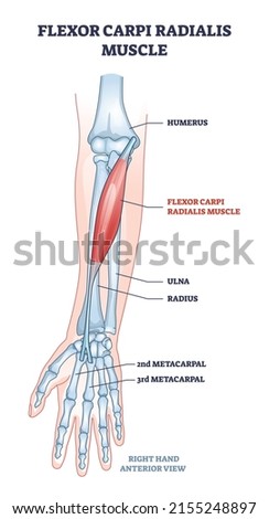 Flexor carpi radialis muscle with human arm skeleton outline diagram. Labeled educational anatomy scheme with palm metacarpal bones location and muscular system for twist movement vector illustration