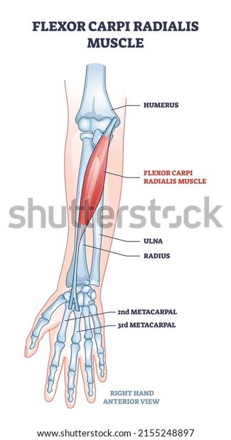 Flexor carpi radialis muscle with human arm\
skeleton outline diagram. Labeled educational anatomy scheme with\
palm metacarpal bones location and muscular system for twist\
movement vector\
illustration