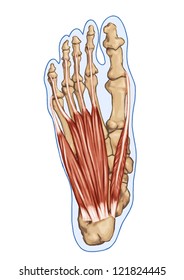 Flexor Digitorum Brevis - Anatomy of leg and foot human muscular and bones system