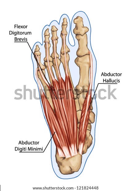 短趾屈筋 足の人間の筋肉と骨の構造 のベクター画像素材 ロイヤリティフリー