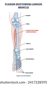 Músculo alargado del exósito digital del músculo con esquema de la pierna y los huesos del pie humanos. Esquema de fisiología educativa marcado con falanges e ilustración del vector del sistema esquelético y muscular metatarsal.