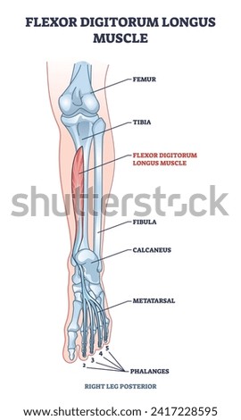 Flexor digitorum longus muscle with human leg and foot bones outline diagram. Labeled educational physiology scheme with phalanges and metatarsal skeletal and muscular system vector illustration.