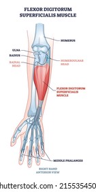 Flexor digitorum superficialis muscle and human arm bones outline diagram. Labeled educational anatomy scheme with palm middle phalanges skeleton and twist movement muscular system vector illustration