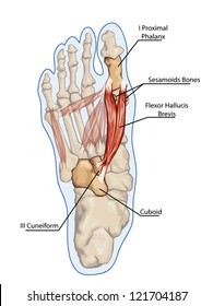 16 Adductor hallucis transverse head Images, Stock Photos & Vectors ...