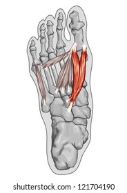 Flexor Hallucis Brevis - Anatomy of leg and foot human muscular and bones system