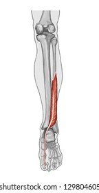 flexor hallucis longusÃ¢Â?Â? didactic board of anatomy of leg and foot human muscular and bone system