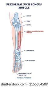 Flexor hallucis longus muscle with human leg and foot bones outline diagram. Labeled educational physiology scheme with feet phalanges and metatarsal skeletal and muscular system vector illustration.