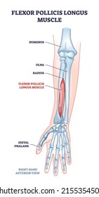 Flexot pollicis longus muscle and human arm bones outline diagram. Labeled educational anatomy scheme with palm distal phalanges skeleton for hand twist movement muscular system vector illustration.