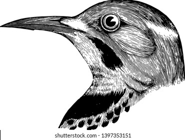 Flicker with golden shafts and glossed with golden underneath vintage line drawing or engraving illustration.