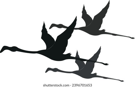 Flied vector illustrations of birds,  flamingos