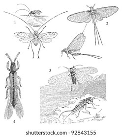 Flies 1. Psocus lineatus 2. Palingenia horaria 3. Perla bicaudata 4. Thrips cerealium   / vintage illustration from Meyers Konversations-Lexikon 1897