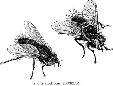 flies