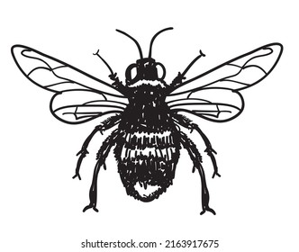 Flies Icon Silhouette Vector Illustration. A Common House Fly Insect, Scientifically Known As Diptera Muscidae. Hand Drawn Vector Illustration. Ink Black And White Drawing. 