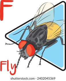 Flies are insects of the order Diptera. Flies have a mobile head, with a pair of large compound eyes, and mouthparts designed for piercing and sucking