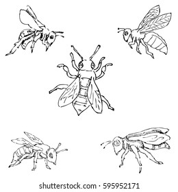 Flies. Sketch by hand. Pencil drawing. Vector image Thin lines