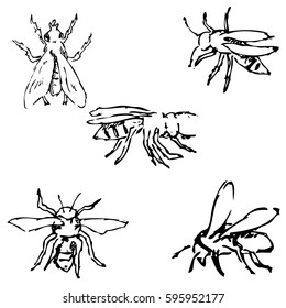 Flies. Sketch by hand. Pencil drawing. Vector image Thin lines