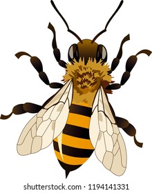 flight bee illustration