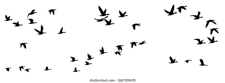 Flight of birds.