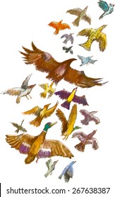 Flight of birds. Set of different types of birds. Vector cartoon illustration. Background for design in children's style