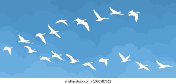 Flight of birds in the sky.