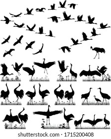 Flight of cranes and pairs of cranes in silhouettes