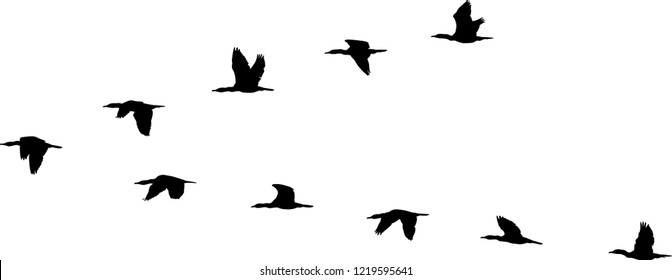 Flight Formation Of Birds
