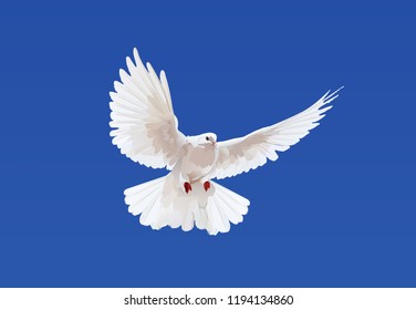 flight pigeon vector illustration