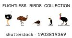 Flightless birds collection vector illustration isolated on white background. Ostrich, emu, kiwi, penguin and cassowary. Unusual endemic bird group. Wildlife exotic animal.