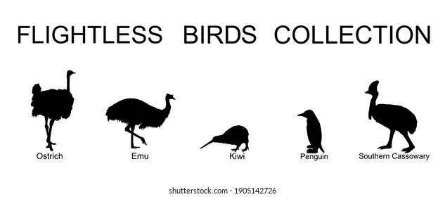 Flightless birds collection vector silhouette illustration isolated on white background. Ostrich, emu, kiwi, penguin and cassowary. Unusual endemic bird group. Wildlife exotic animal.