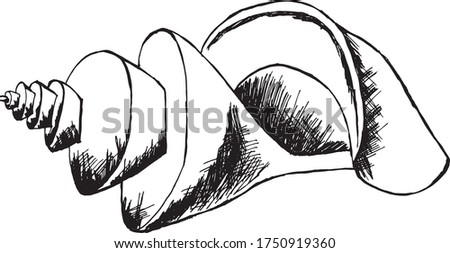Flimsy seashell. Marine Sketch vector in black and white