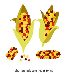 Flint or calico corn vector illustration. Maize ear or cob. Yellow sweetcorn and seeds.