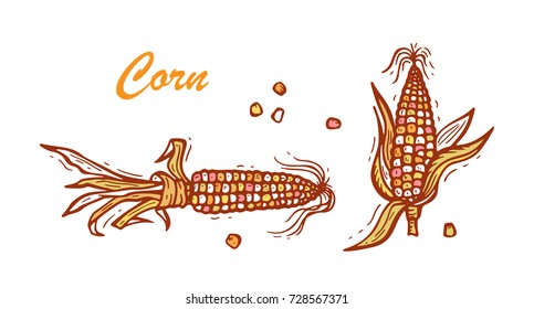 Flint Corn (Indian Corn Or Calico Corn). Hand Drawn Doodle Vegetable. Vector Illustration