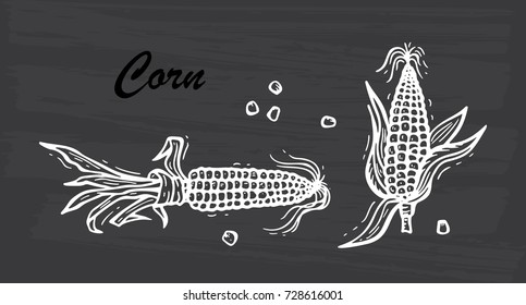 Flint Corn (Indian corn or calico corn). Hand drawn doodle Vegetable. Vector illustration