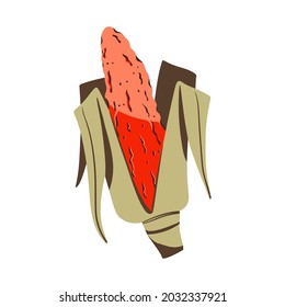 Flint corn, multi colored corn cob flat vector. Indian maize red orange color hand drawn illustration. Calico corn icon. Vegetable symbol for menu vegetarian restaurant, garden café, market