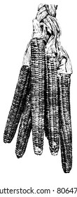 flint corn plant parts summer harvest vine season agriculture natural food dining farming healthy raw eating feeding nurture elements vital healthful essential soft pick seasonal produce nourishment s