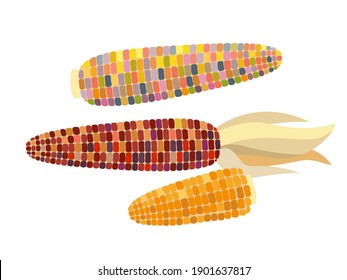 Flint corn - vector illustration in flat design isolated on white background