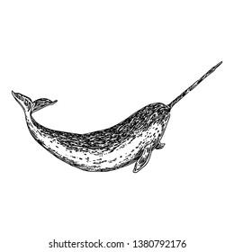 Floatind narwhal. Sketch. Engraving style. Vector illustration.