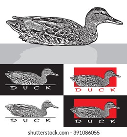 Floating Duck. Wild Bird. Vector illustration in engraved style.