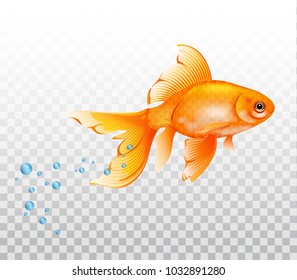 Floating goldfish underwater. Goldfish with air bubble. Realistic illustration on transparent background.