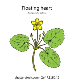 Coração flutuante (Nymphoides peltata ), planta comestível e medicinal. Ilustração vetorial botânica desenhada à mão