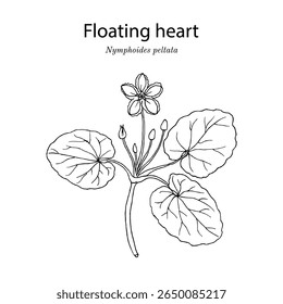 Coração flutuante (Nymphoides peltata ), planta comestível e medicinal. Ilustração vetorial botânica desenhada à mão